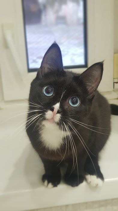 Отдам кошку за цену стерилизации