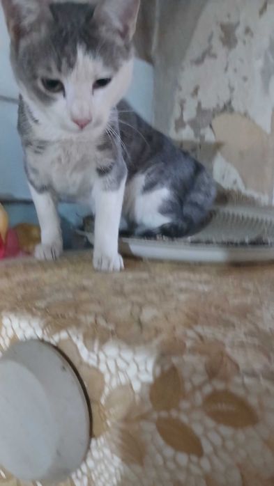 Котенок бесплатно мальчики