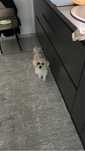Donez bichon maltez
