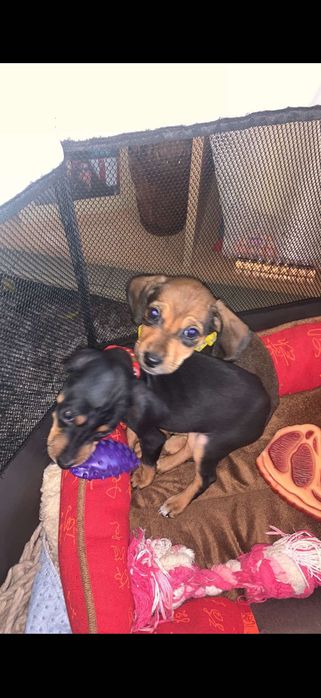 Пинчери на два месеца