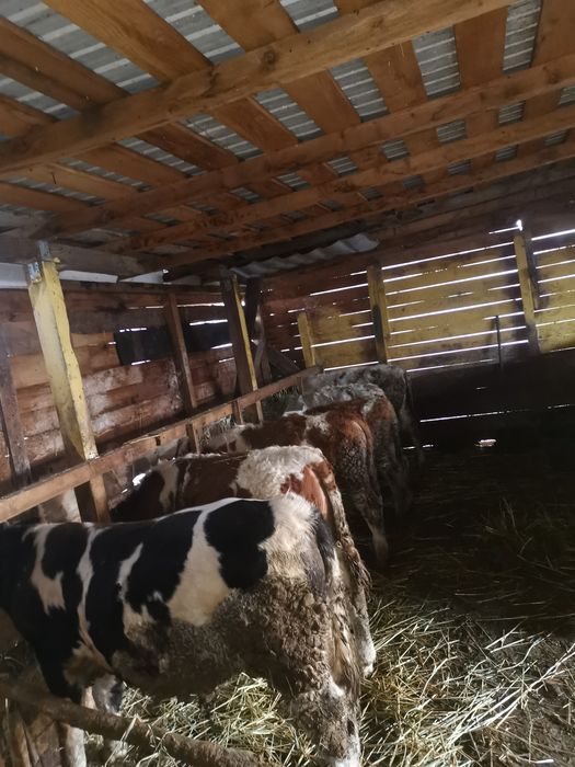 Vand 7 taurasi de rasa varsta cuprinsa 6 7  luni