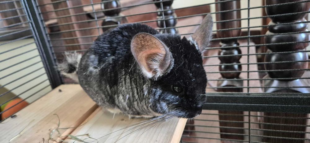 Vând 2 chinchilla (cincila șinșila chinchila) + cusca