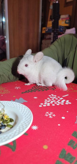 Шиншиллы разных окрасов