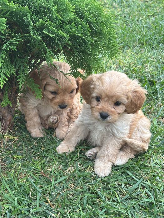 Кавапу///Cavapoo