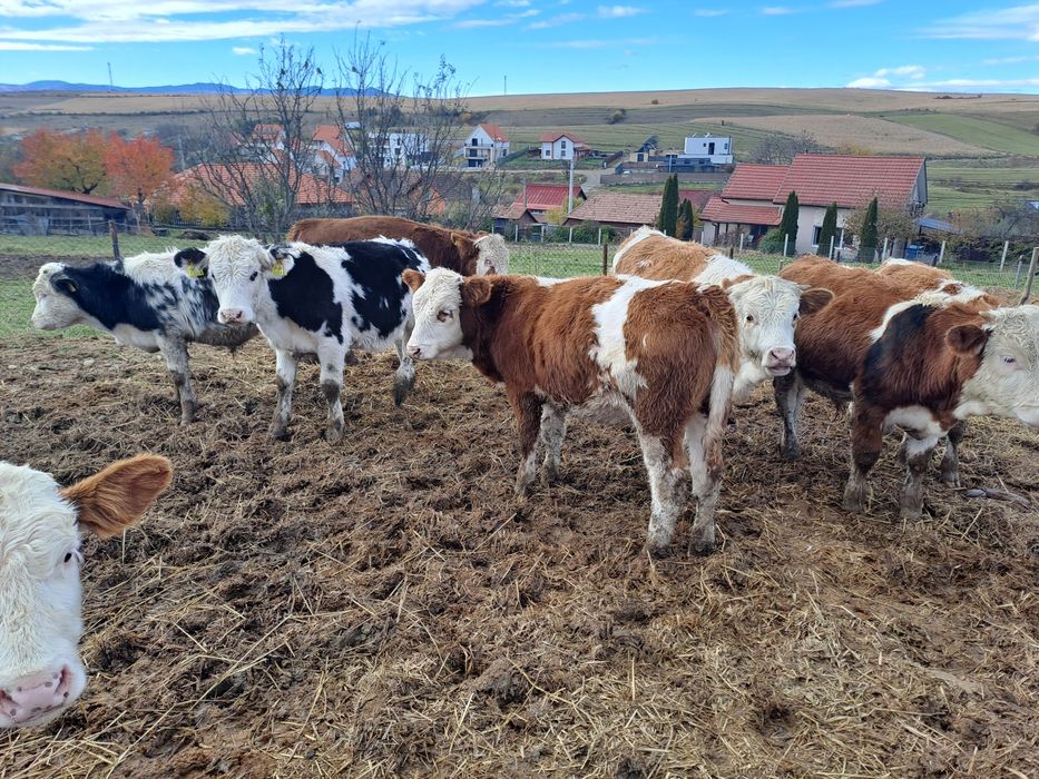 Vând viței balțați și belgieni