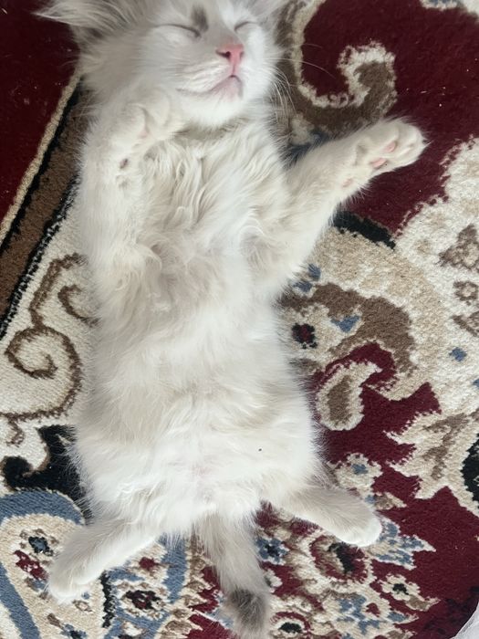 Продоётся кошка.