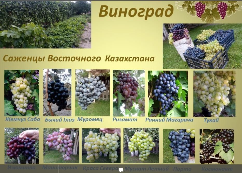 Саженцы Местные  Винограда.Смородины. Крыжовника на Осень