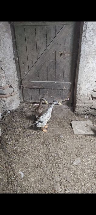 Schimb rățoi pe rațe