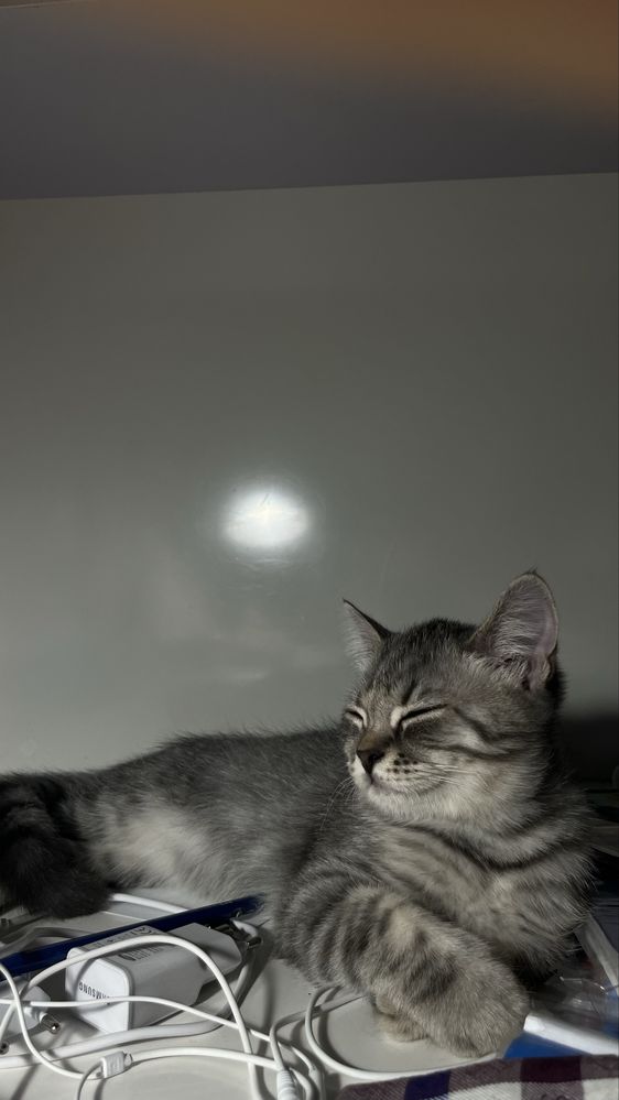 Продается котенок британский
