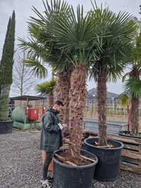 Palmierii rezistenți la îngheț