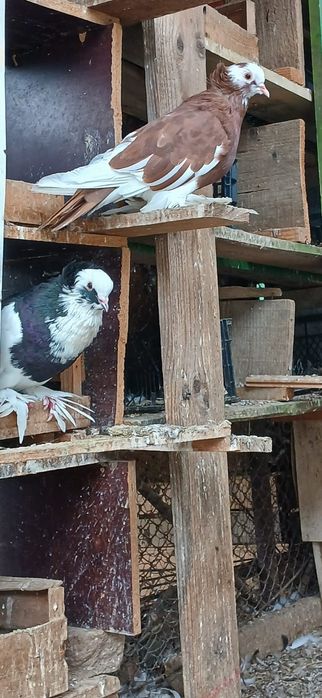 Schimb porumbei uriași maghiar și king