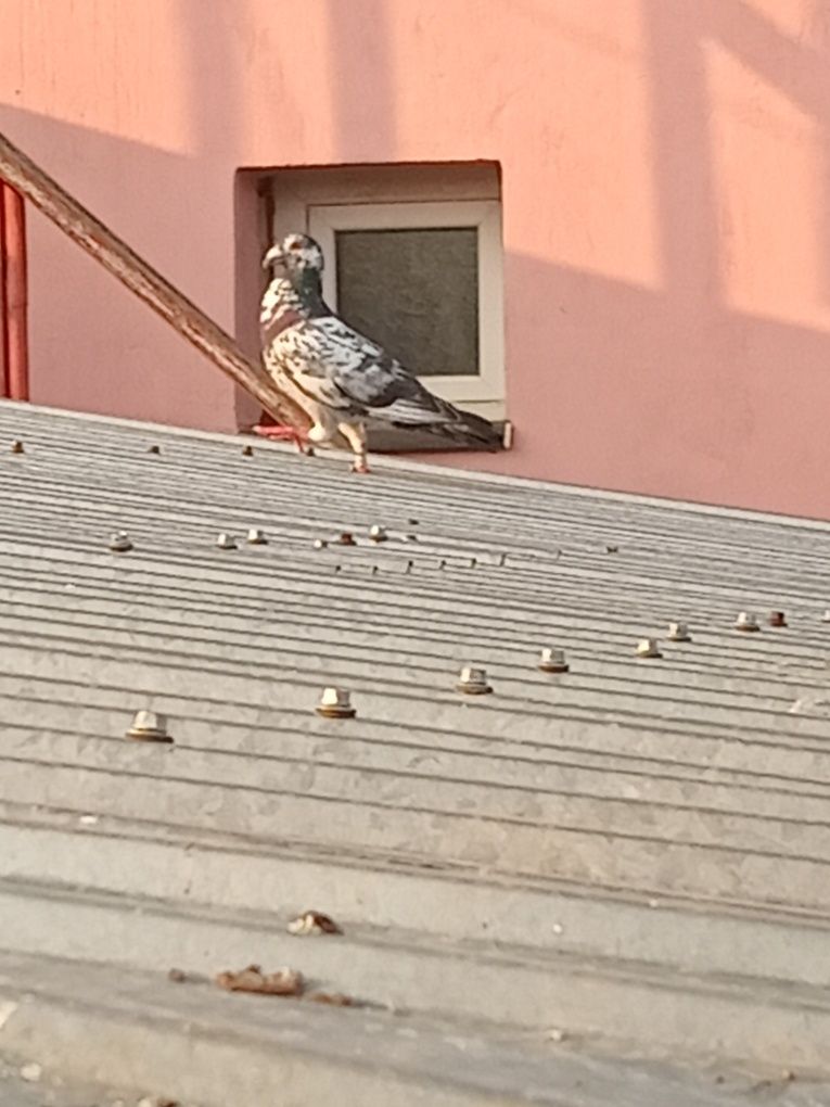 Pui porumbei de vanzare