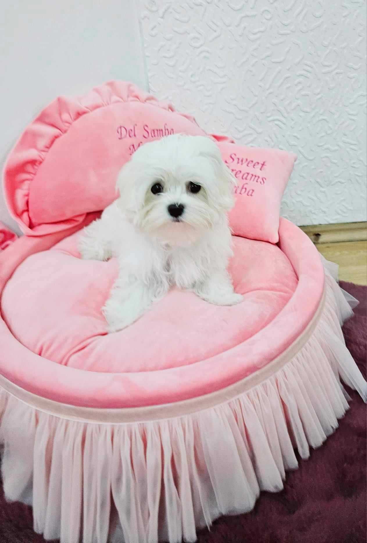 Bichon Maltez, Bichon Maltese cu Pedigree, Maltez Mini