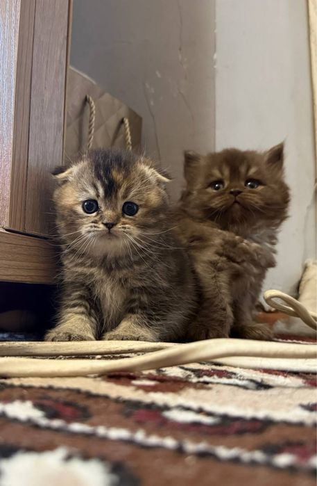 Скотиш фолд девочка мальчик 1,5 месяца