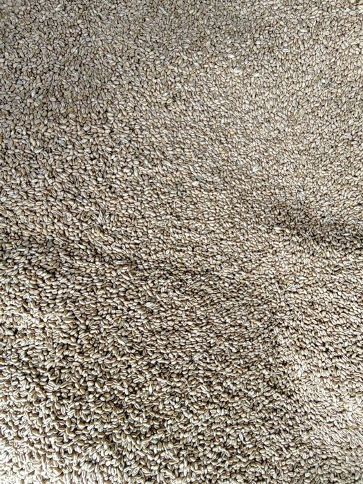 Vand grau nou de anul acesta