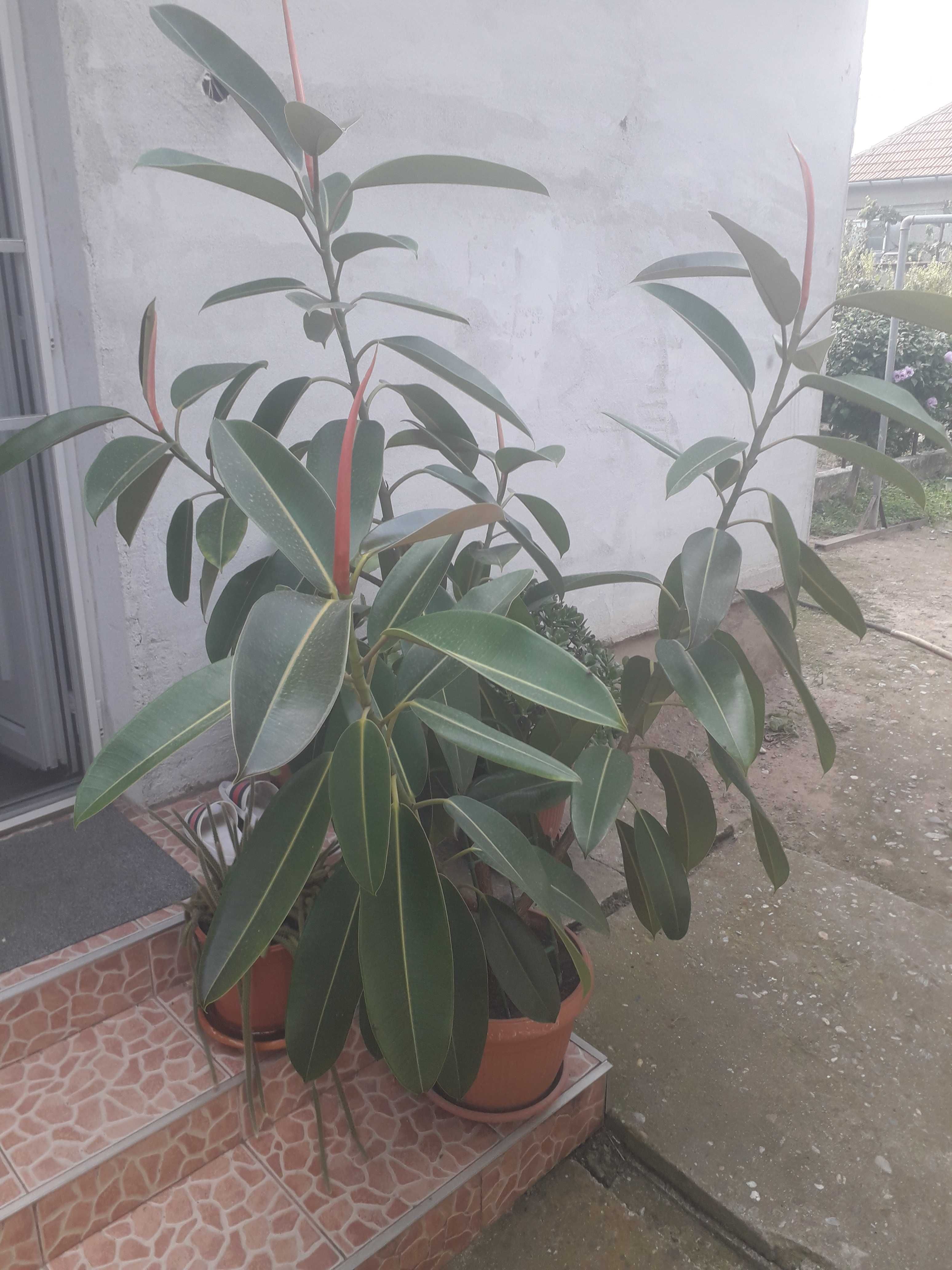 Planta Ficus 160 cm