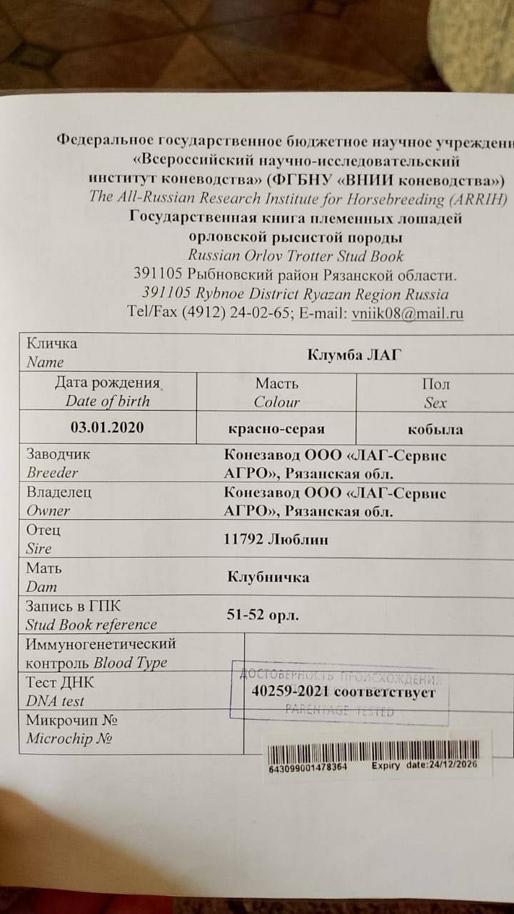 Продается Элитная Кобыла Орловской породы