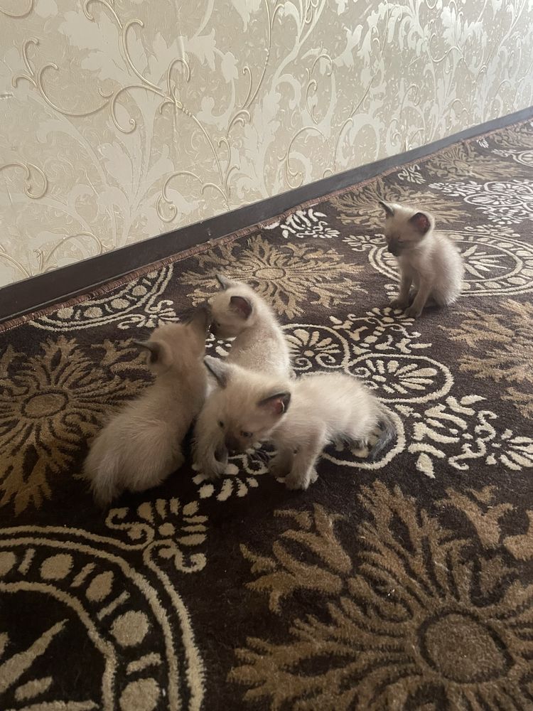 Сиамские пушистые кошки