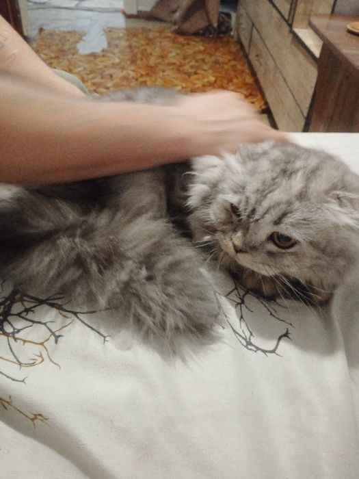 Персидский кот, не дорого в добрые руки