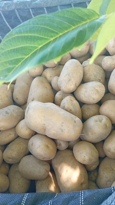 Cartofi consum carera fabula