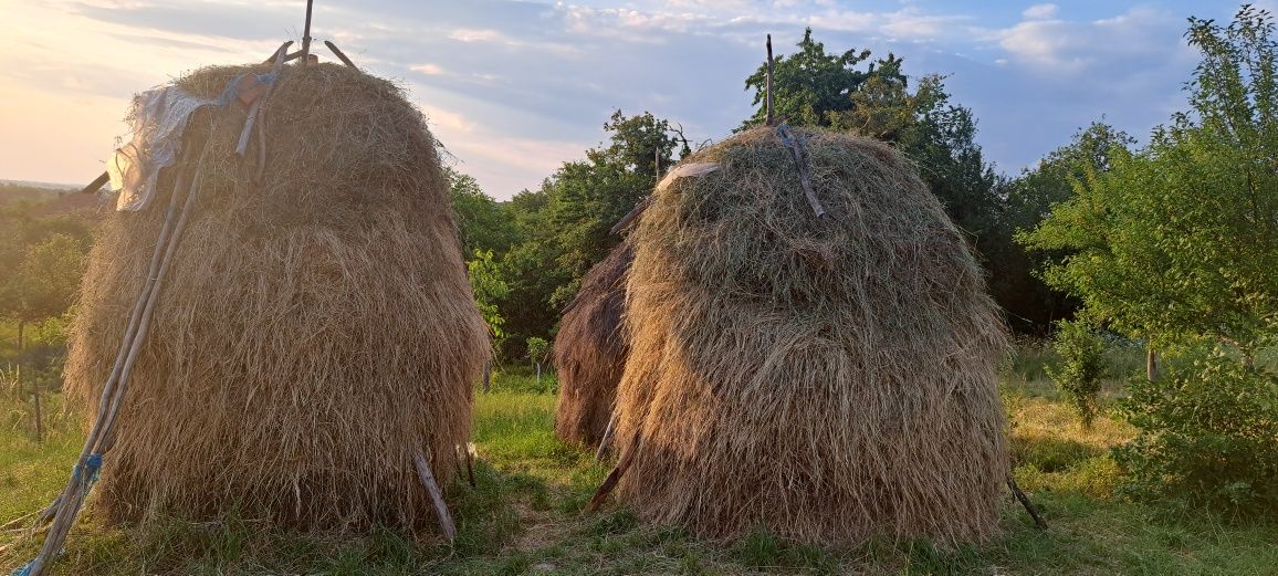 Vând 4 căpițe de fân
