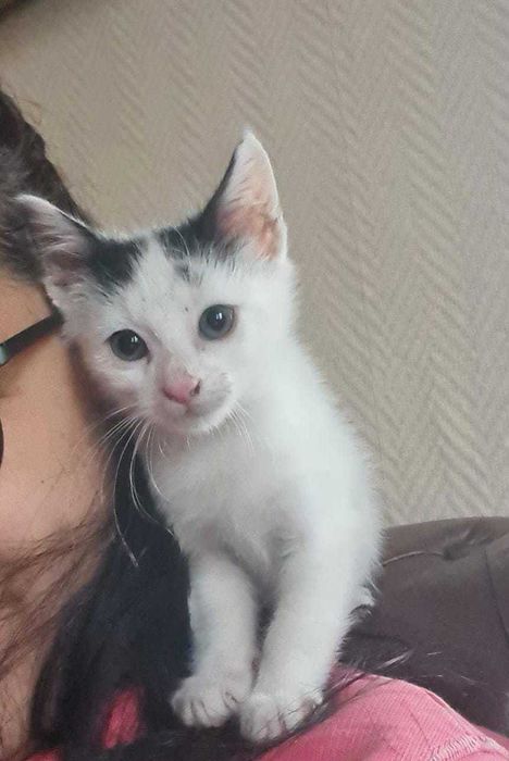 pisoi fetita spre adoptie