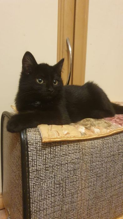 Отдам котёнка в добрые руки