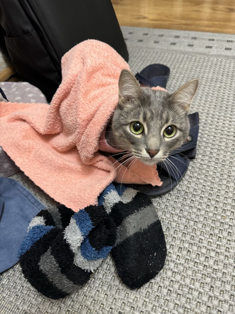 кот кошка котик