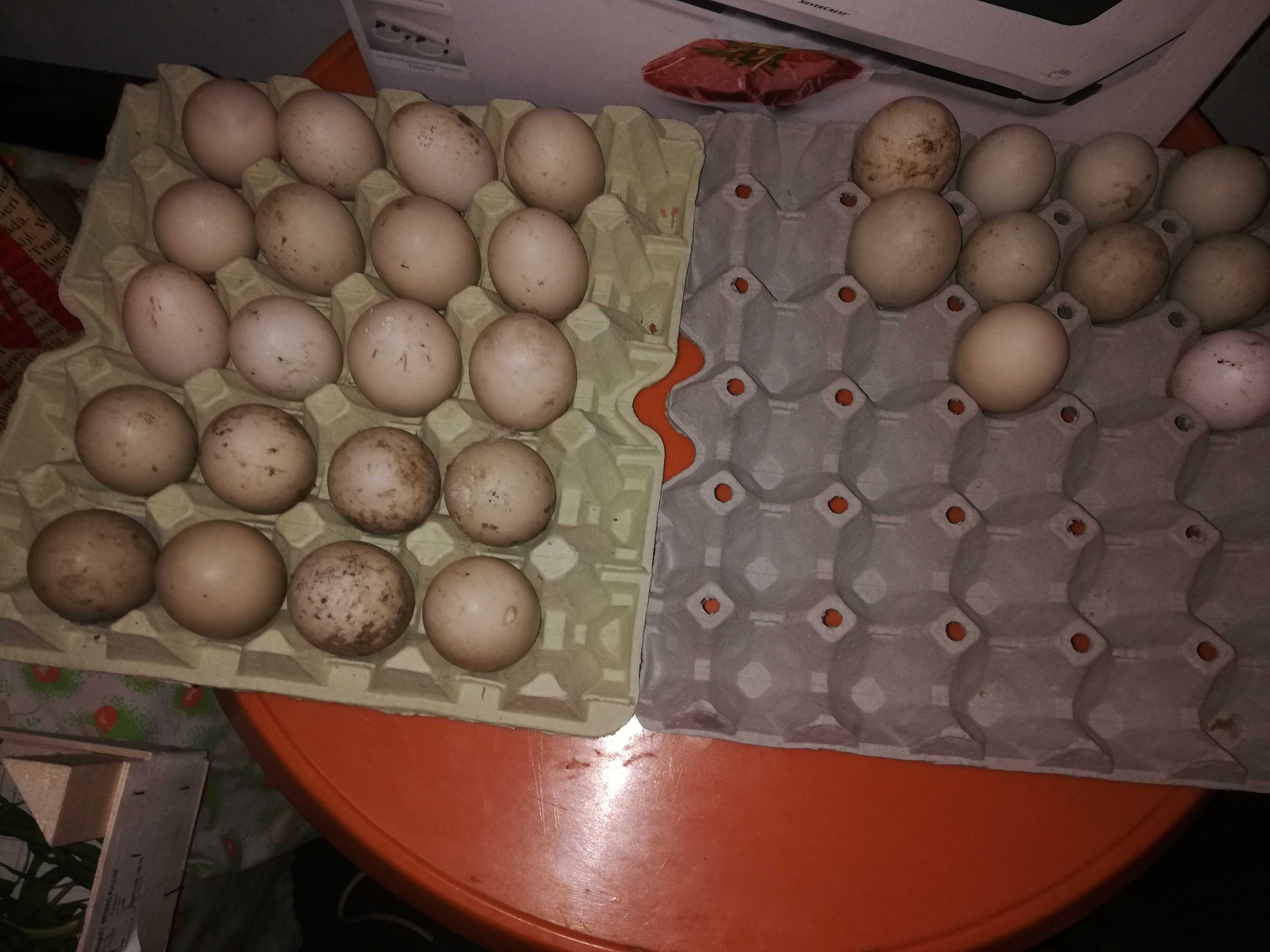 Продавам оплодени яйца от неми патици (юрдечки)