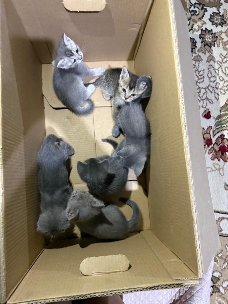 Бесплатно 6 котят