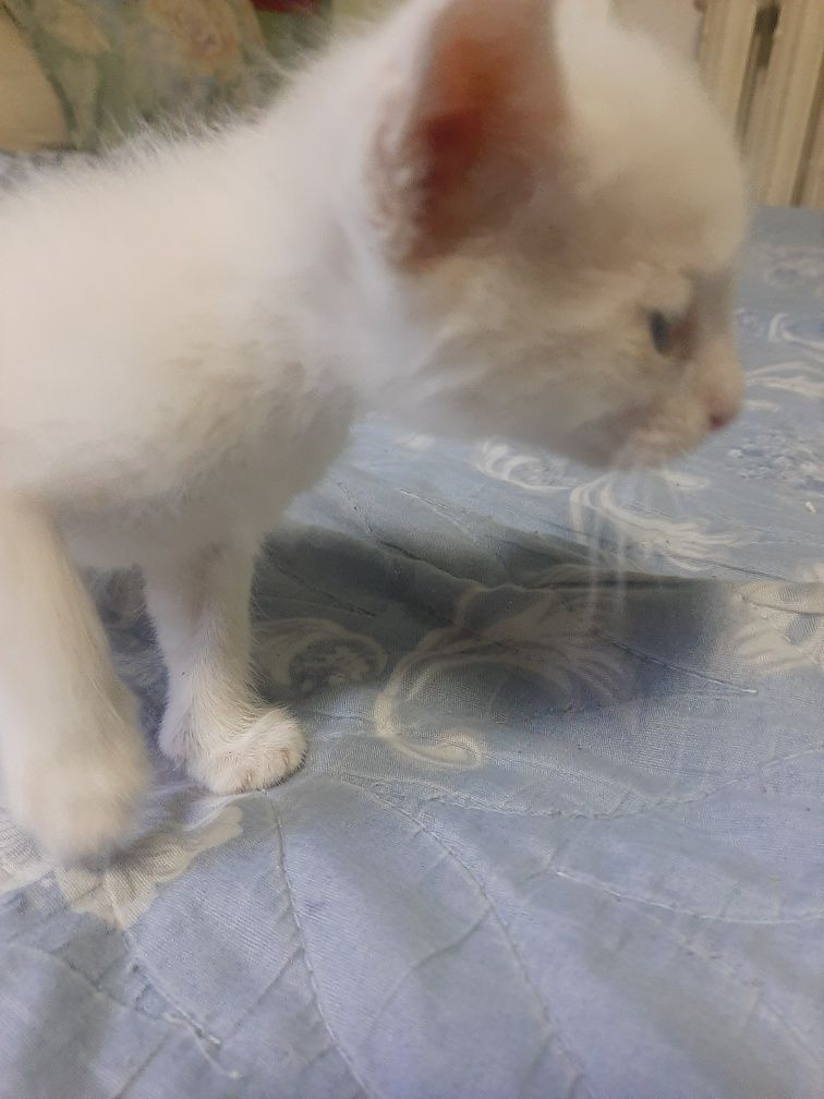 Белый котенок мальчик