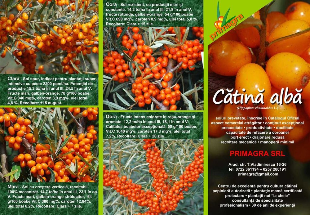 Suc de catina ( soi exceptional) si mar