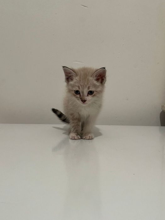 Котенок маленький