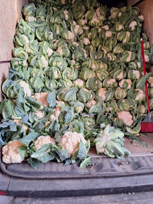 Conopida Santa Maria