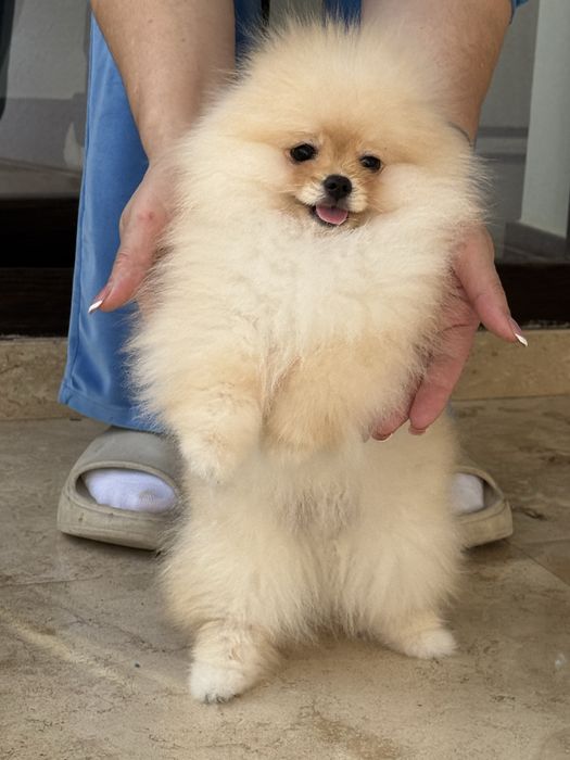 Baietel Pomeranian  pedigree FCI