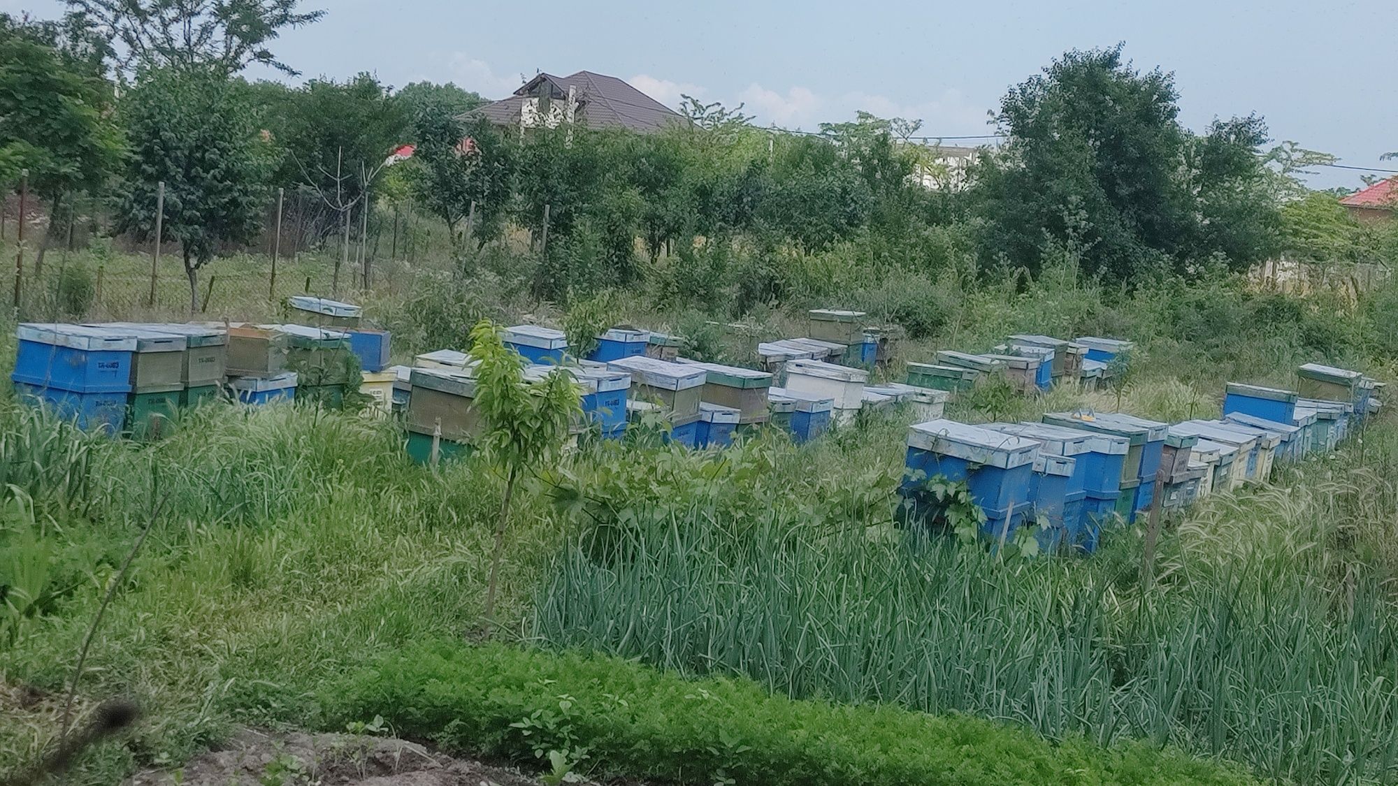 Famili de albine vand