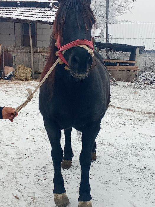 Iapa de vânzare de 6 ani preț 14000 lei negociabil