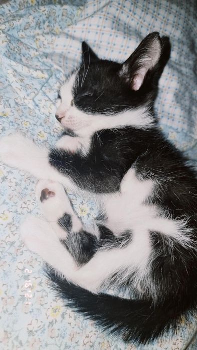 котёнок, мальчик