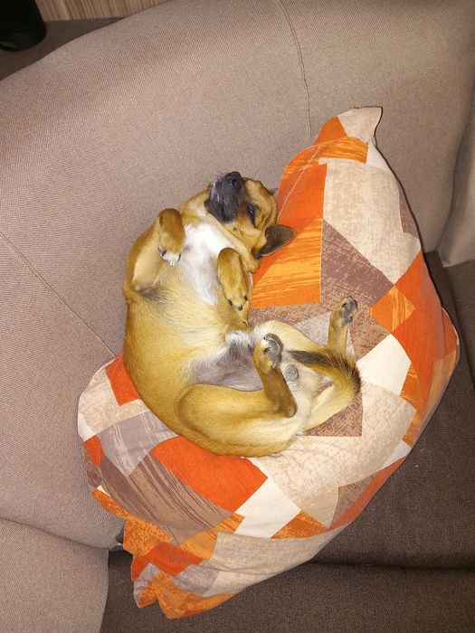 Чихупинчери. Три момчета.