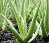 Aloe Vera guli va barglari sotiladi. Narxi 10.000 dan boshlanadi.