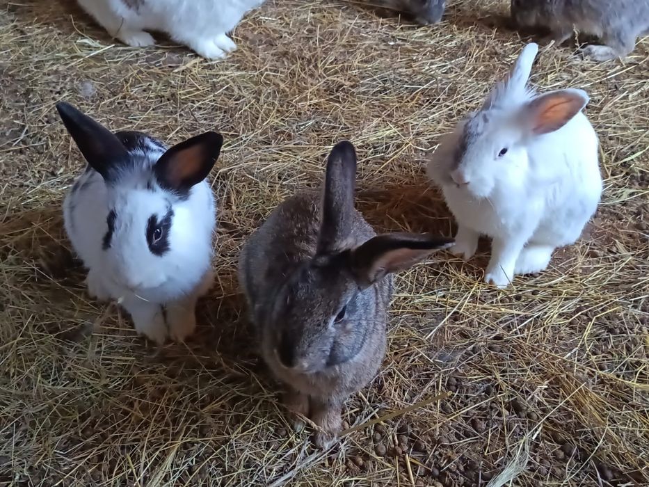 Iepuri colorați,rasa:Cap de leu