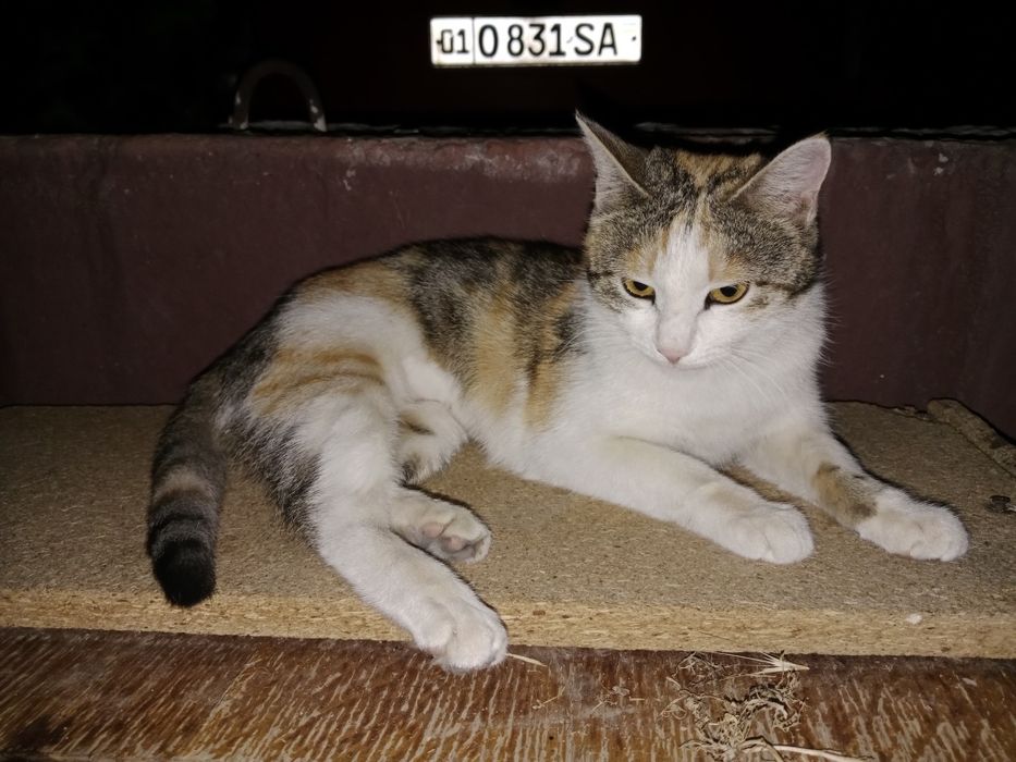 Стерилизованная девочка очень игривая и умная