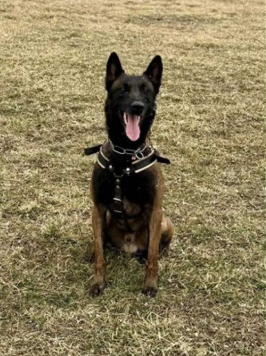 Белгийски овчарки