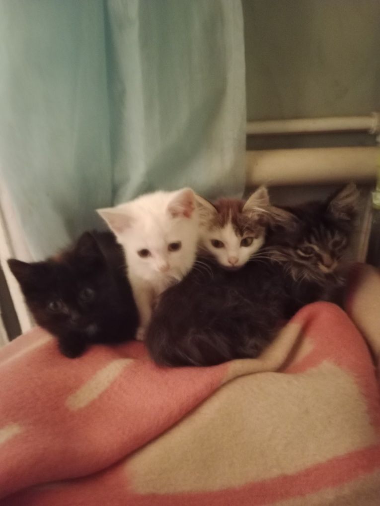 Отдам котят в добрые руки
