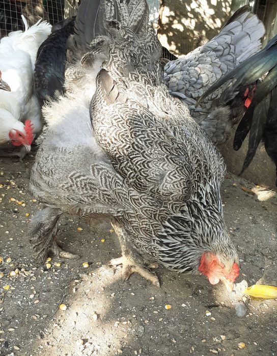 Cocosi si rațe smarald si doi rățoi moțat