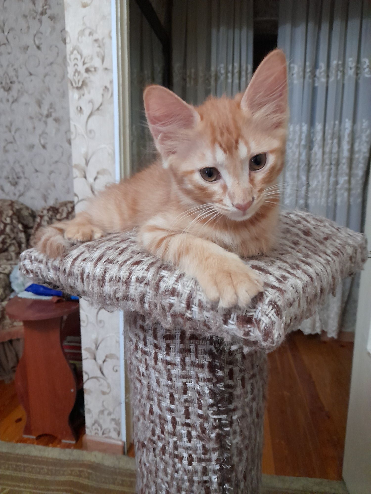 Отдам котёнка в хорошие руки бесплатно