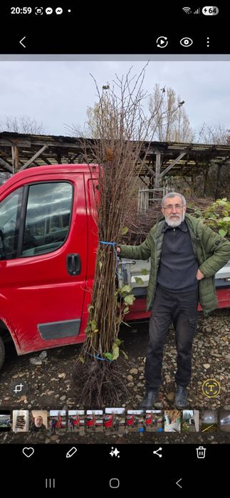 Livram en groos:Paulownia.Aluni pe rod.Trandafiri dulceata.Castan.Nuci