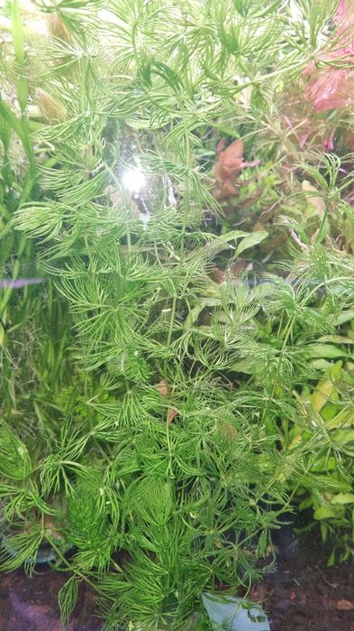 Аквариумни растения