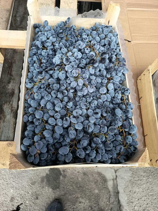 Struguri de masa Moldova