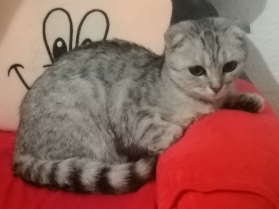 Отдам бесплатно котенка!